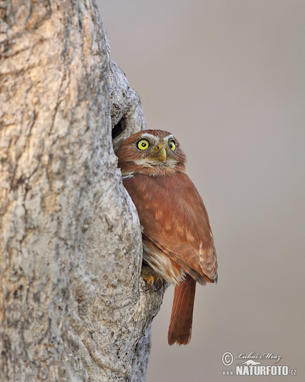 Ferruginous Pygmy-Owl (Glaucidium brasillianum)