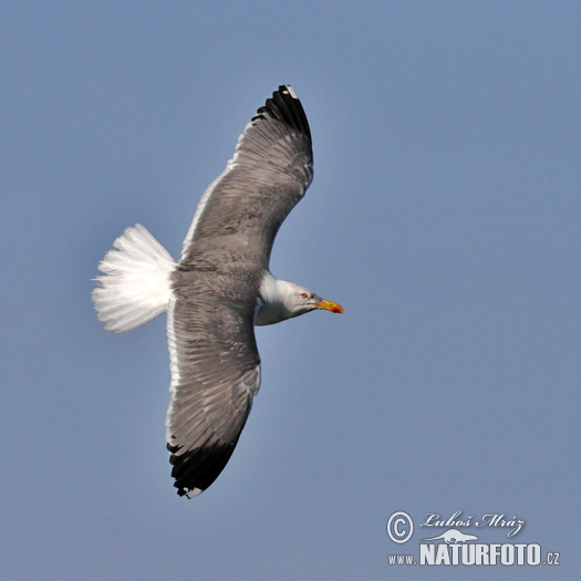 Gaivota-de-patas-amarelas