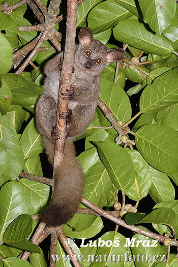 Galago à queue touffue