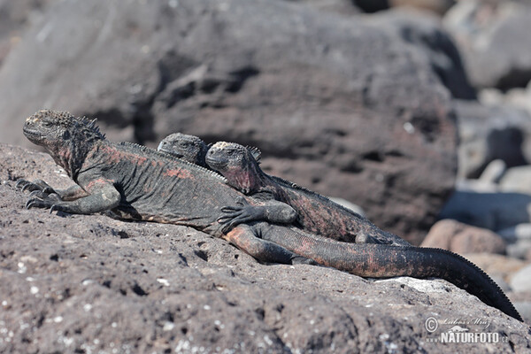 Galapagos Marine Iguana (Amblyrhynchus cristatus)