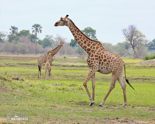 Giraffe (Giraffa camelopardalis giraffa)