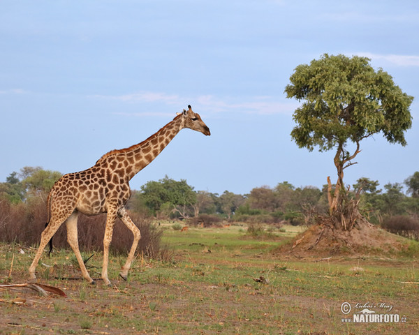 Giraffe (Giraffa camelopardalis giraffa)