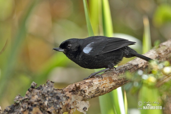 Glossy Flowerpiercer (Diglossa lafresnayii)