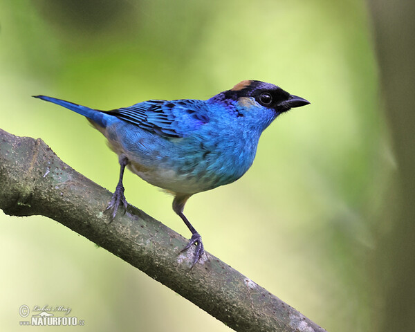 Golden-naped Tanager (Chalcothraupis ruficervix)