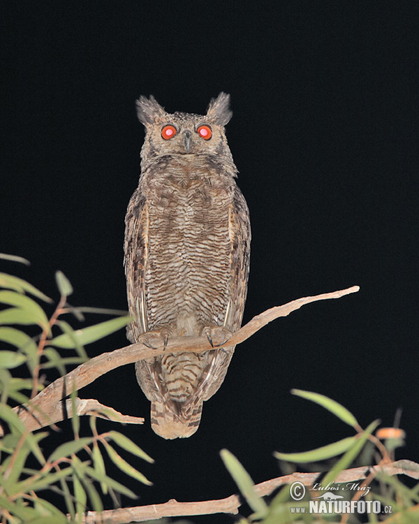 Great Horned Owl (Bubo virginianus)