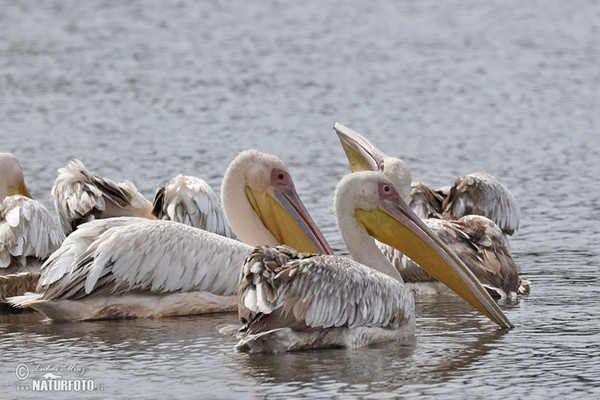 Great White Pelican (Pelecanus onocrotalus)