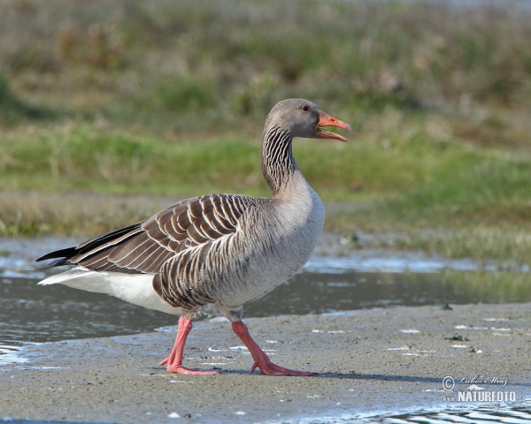 Greyland Goose (Anser anser)