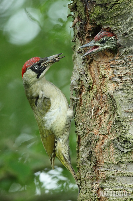 Groene specht