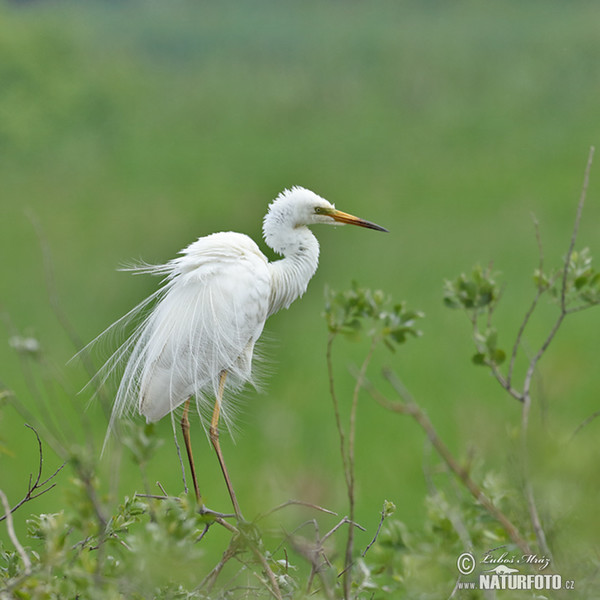 Grote zilverreiger