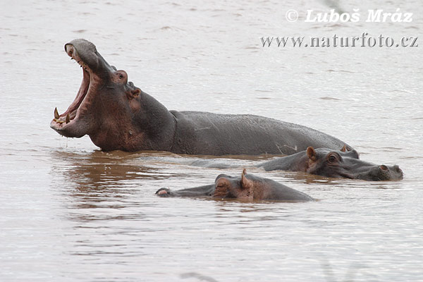 Hipopótamo-comum