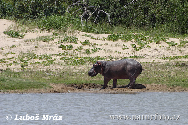 Hippopotamus amphibius