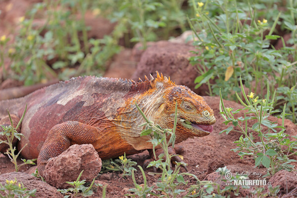 Iguana terrestre de las Galápagos