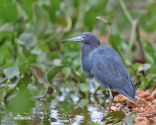 Kleine blauwe reiger