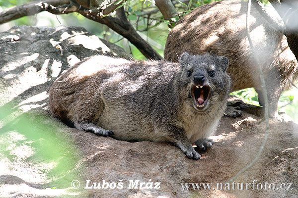 Klipphyrax