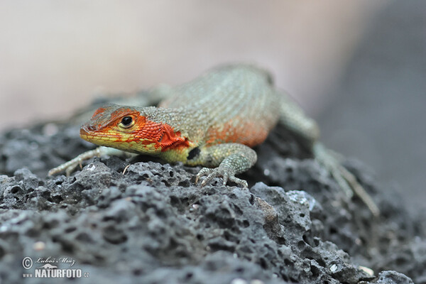 Lava Lizard (Microlophus albemarlensis)