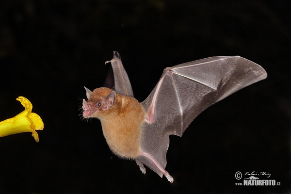 Leaf-nosed bat (Phyllostomidae)