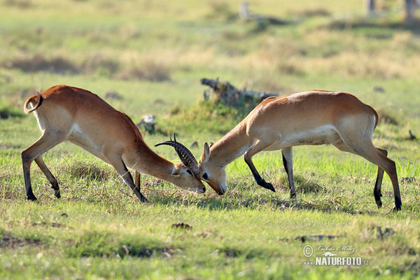 Lechwe (Kobus leche)