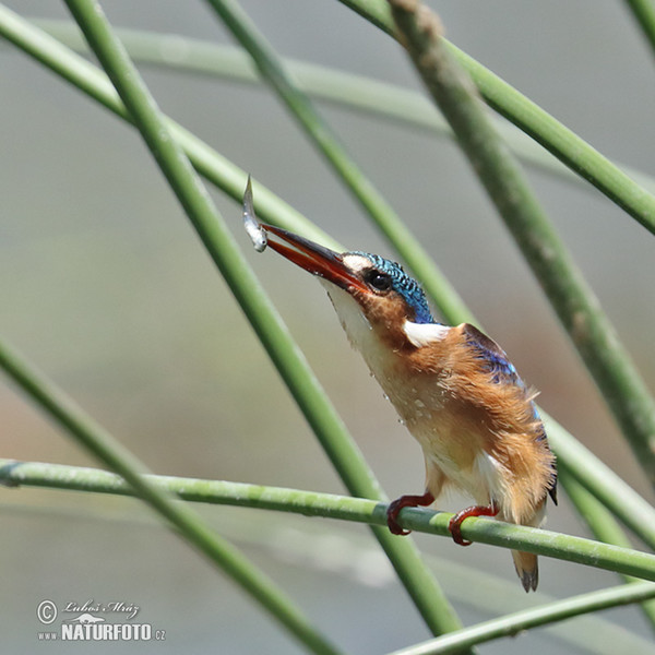 Malachite Kingfisher (Corythornis cristatus)
