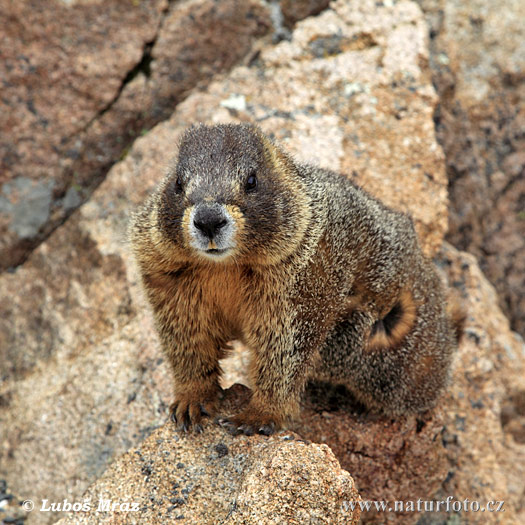 Marmotte à ventre jaune