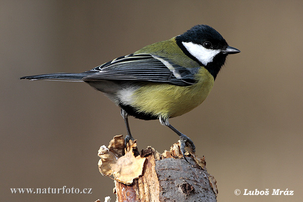 Mésange charbonnière