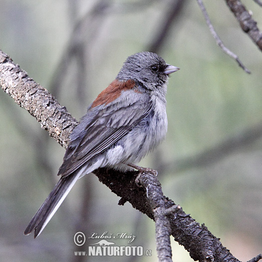 Mørkøjet junco