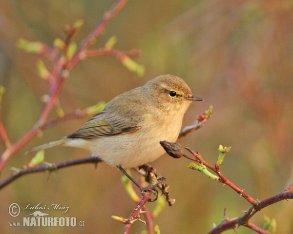 Mosquitero común