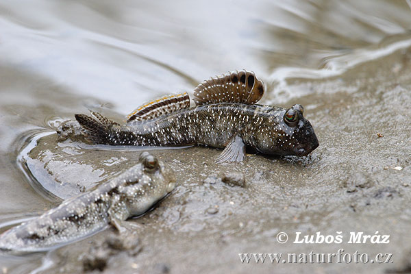 Mudskipper