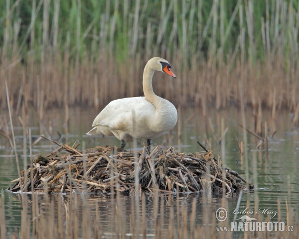 Mute Swan (Cygnus olor)