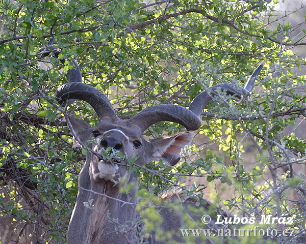 Nagy kudu