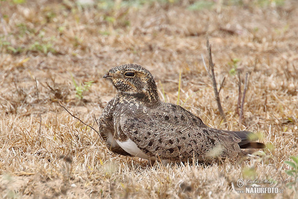 Pauraque (Nyctidromus albicollis)