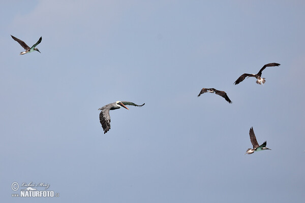 Pelicano-pardo