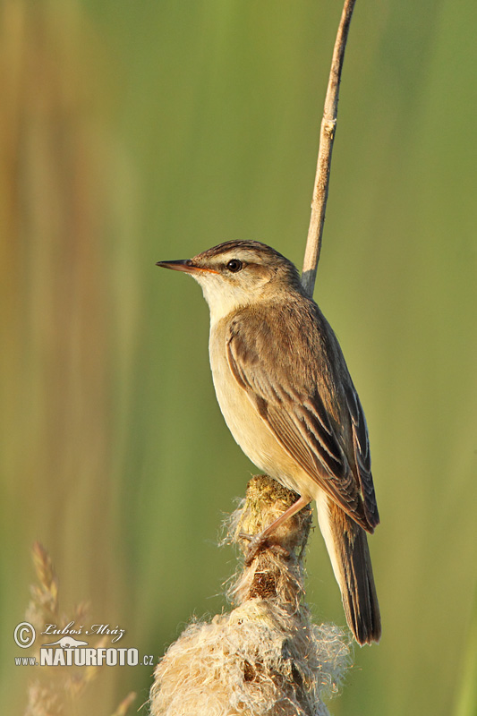 Phragmite des joncs