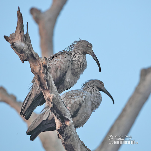 Plumbeous Ibis (Theristicus caerulescens)