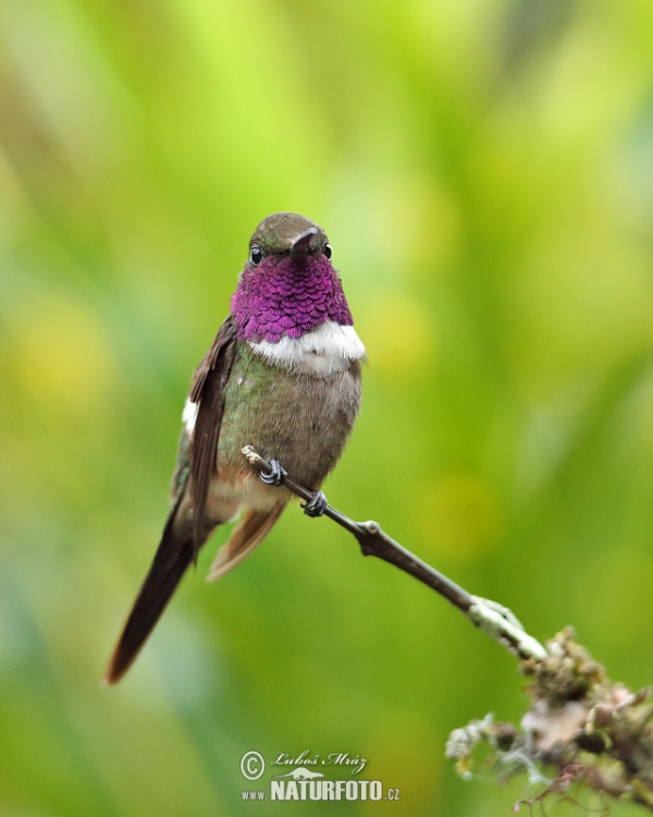 Purple-throated Woodstar (Calliphox mitchellii)