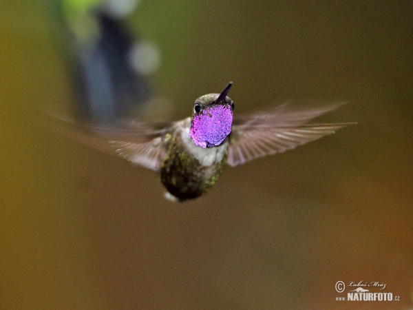 Purple-throated Woodstar (Calliphox mitchellii)
