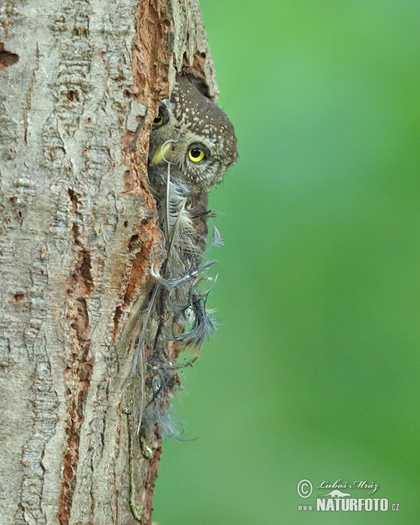 Pygmy Owl (Glaucidium passerinum)