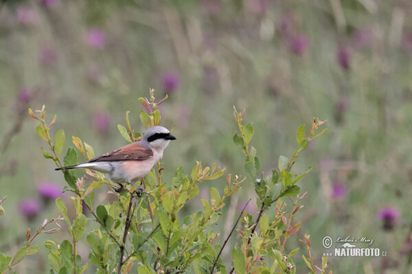 Red-backed Shrike (Lanius collurio)