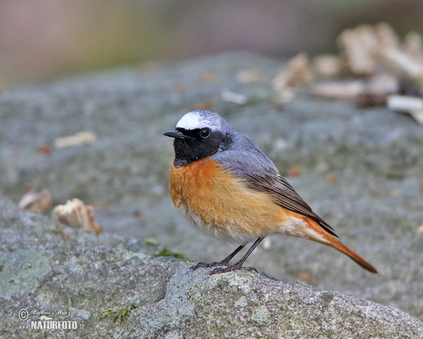 Red Start (Phoenicurus phoenicurus)