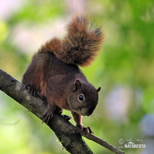 Red-tailed Squirrel (Sciurus granatensis)