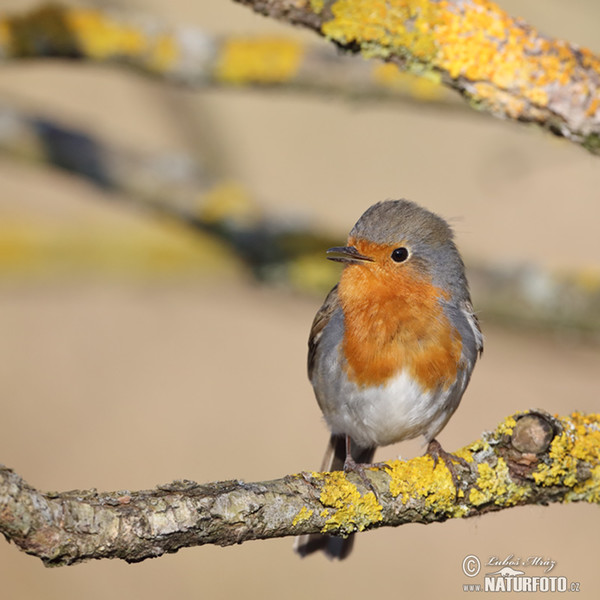 Robin (Erithacus rubecula)