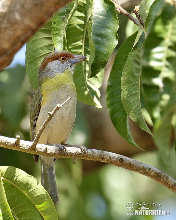 Rufous-browed Peppershrike (Cyclarhis gujanensis)