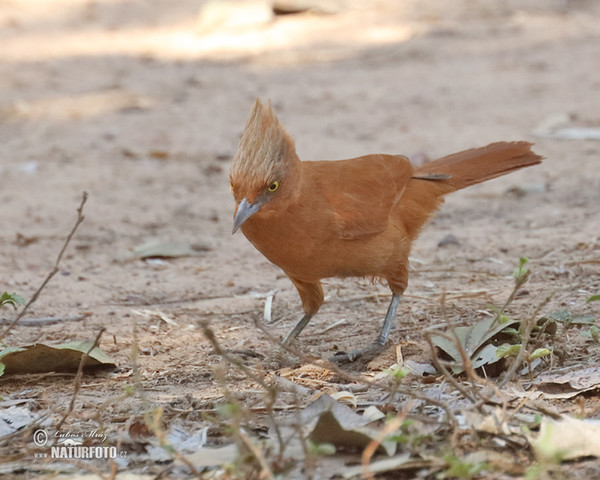 Rufous Cacholote (Pseudoseisura unirufa)