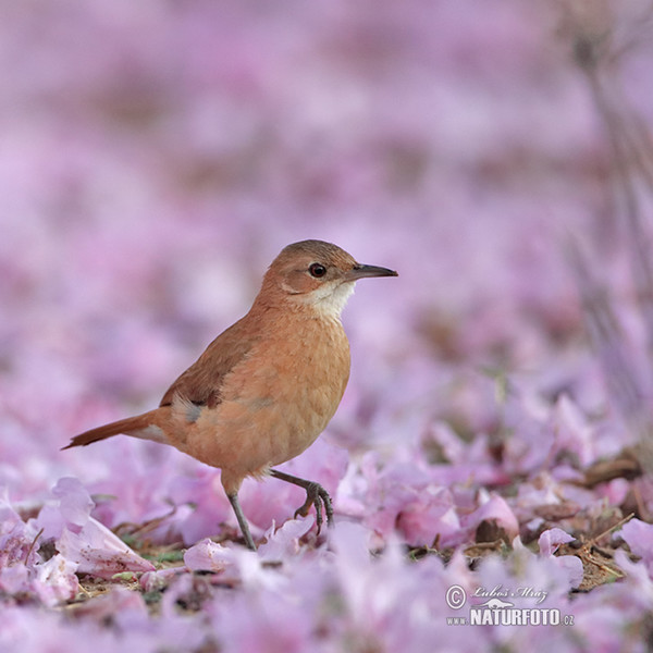 Rufous Hornero (Furnarius rufus)