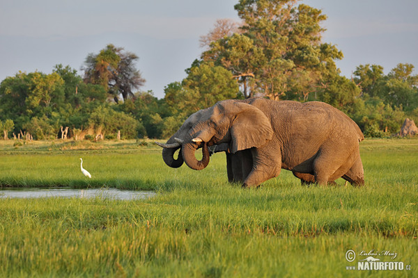 Savanne-olifant