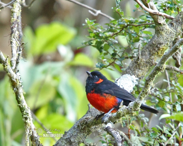 Scarlet-beillied Mountain-Tanager (Anisognathus igniventris)