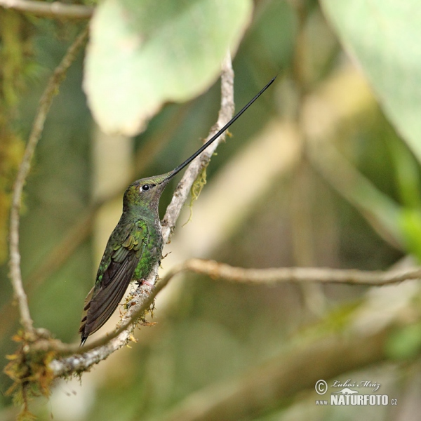 Schwertschnabelkolibri (Sword-billed Hummingbird)
