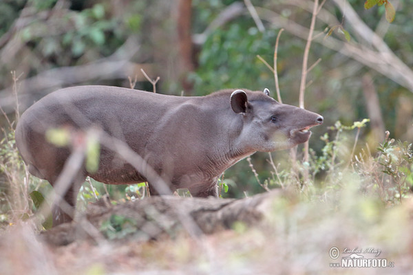 South American tapir (Tapirus terrestris)