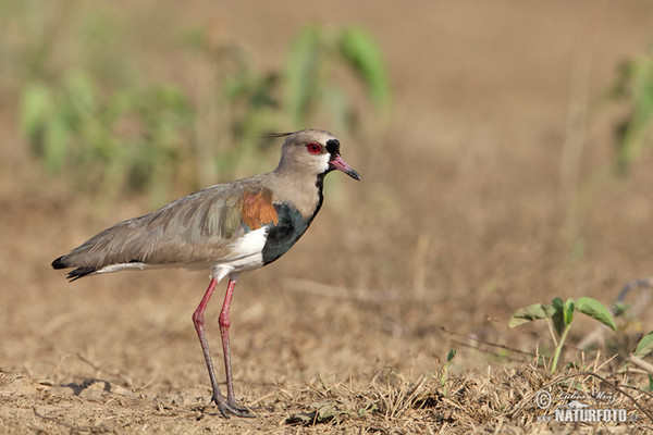 Southern Lapwing (Vanellus chilensis)