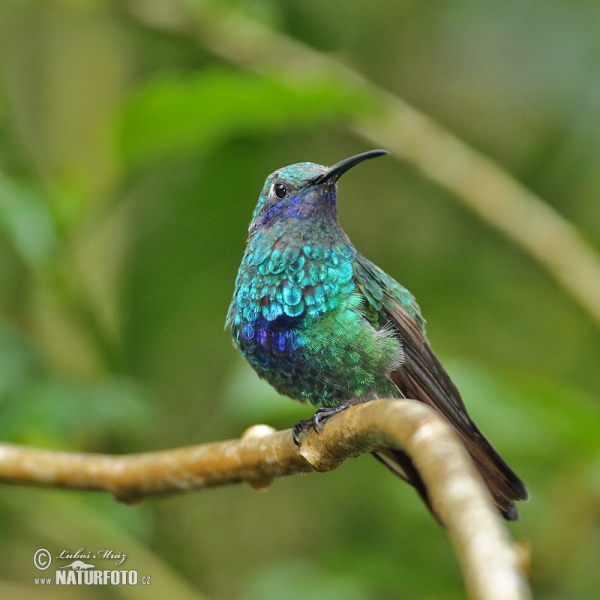 Sparkling Violet-ear (Colibri coruscans)