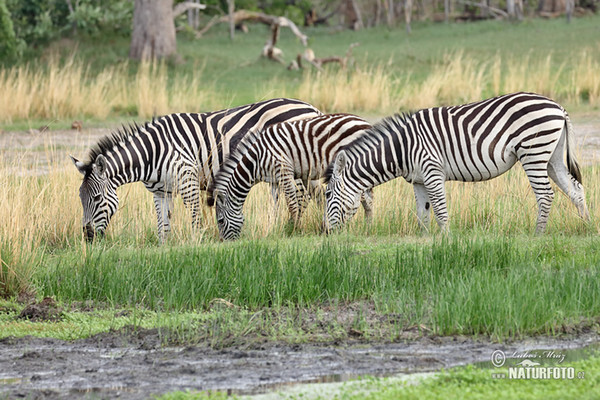 Stepinis zebras